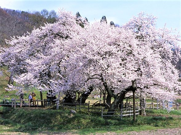🌸 이시베 벚꽃 (구 이시베 저택 터) 이미지 9
